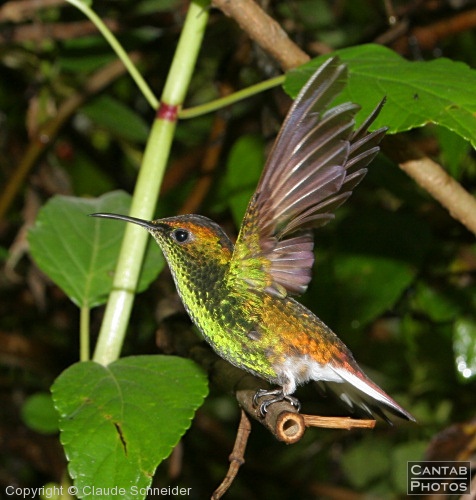 Costa Rica - Birds - Photo 49
