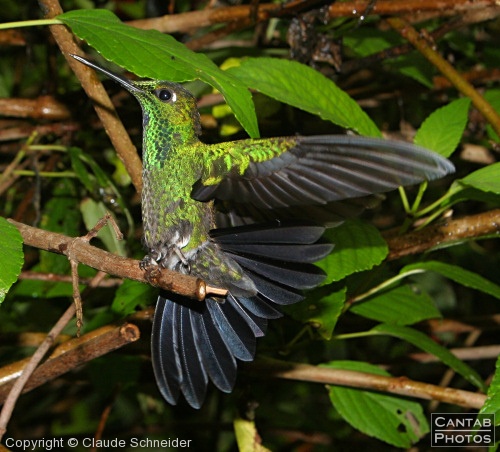 Costa Rica - Birds - Photo 50