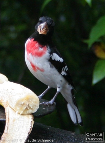 Costa Rica - Birds - Photo 51