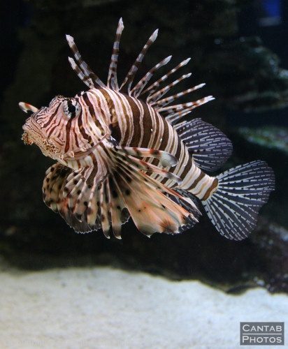 Two Oceans Aquarium, Cape Town - Photo 2