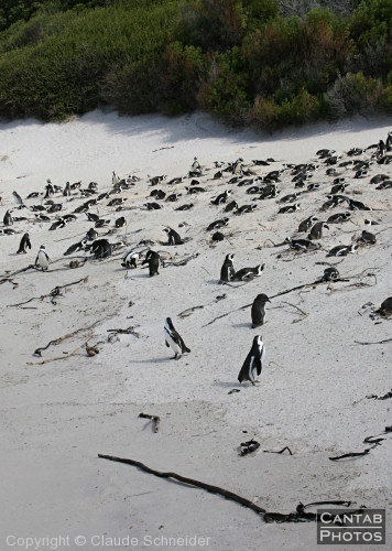 Penguins at Boulders Beach - Photo 2