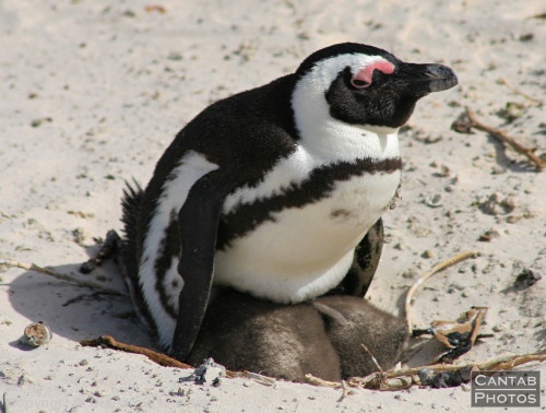 Penguins at Boulders Beach - Photo 4