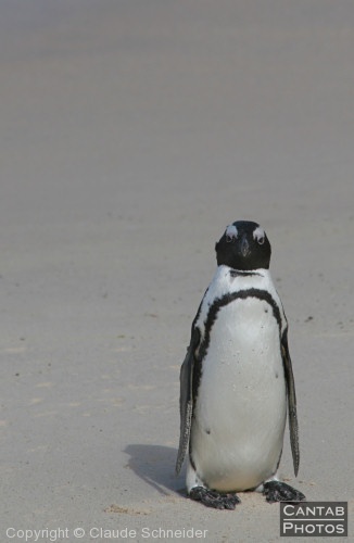 Penguins at Boulders Beach - Photo 5