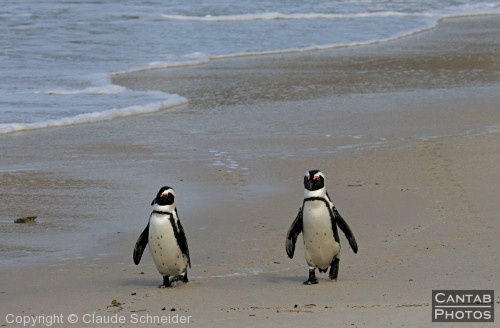 Penguins at Boulders Beach - Photo 7
