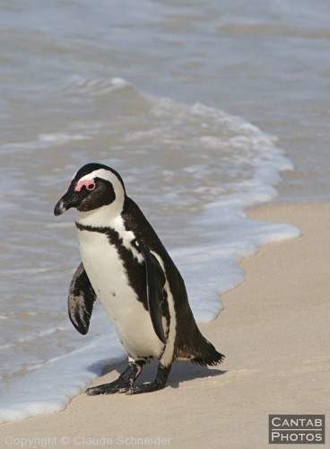 Penguins at Boulders Beach - Photo 8