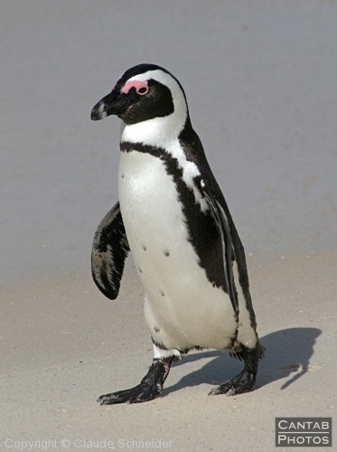 Penguins at Boulders Beach - Photo 9