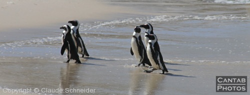 Penguins at Boulders Beach - Photo 10