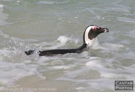 Penguins at Boulders Beach - Photo 12