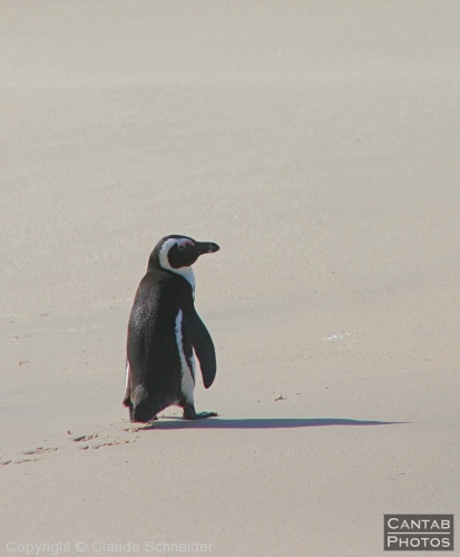 Penguins at Boulders Beach - Photo 13