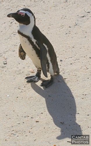 Penguins at Boulders Beach - Photo 14