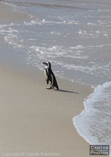 Penguins at Boulders Beach - Photo 15