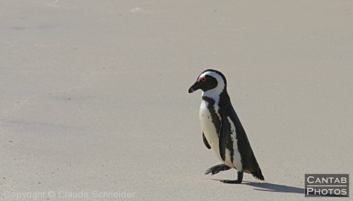 Penguins at Boulders Beach - Photo 16