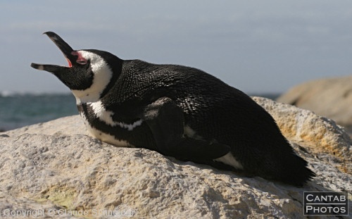 Penguins at Boulders Beach - Photo 18