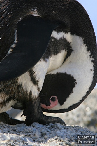 Penguins at Boulders Beach - Photo 24