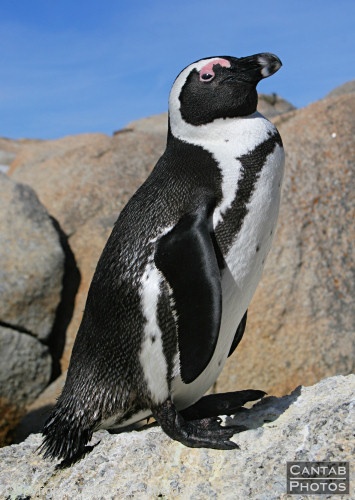 Penguins at Boulders Beach - Photo 27