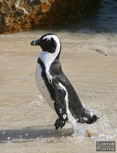 Penguins at Boulders Beach - Photo 30
