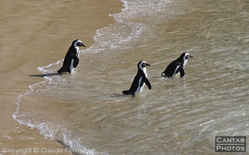 Penguins at Boulders Beach - Photo 31