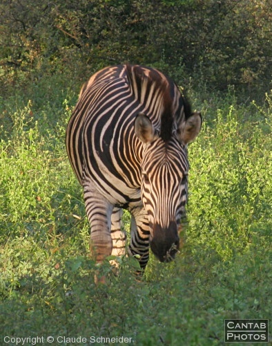 Kruger Park Safari - Photo 1