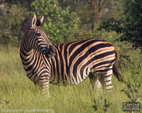 Kruger Park Safari - Photo 2