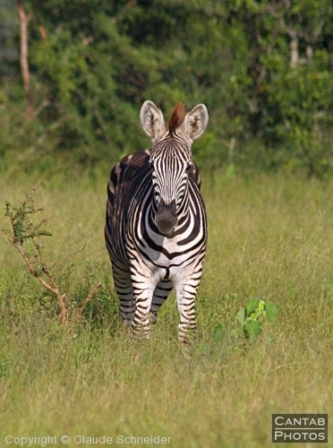 Kruger Park Safari - Photo 3