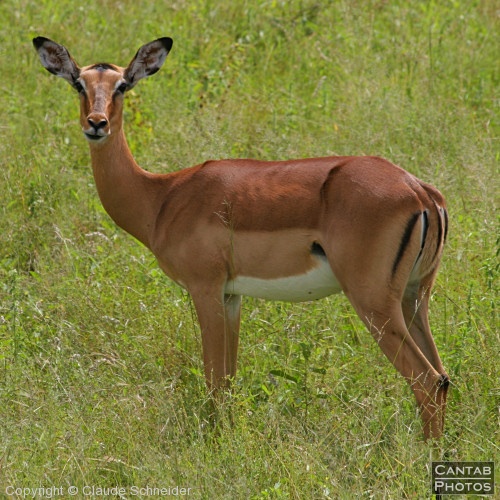 Kruger Park Safari - Photo 6