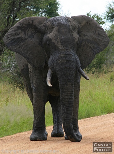 Kruger Park Safari - Photo 9