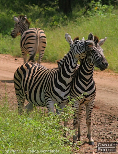 Kruger Park Safari - Photo 10