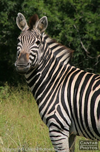 Kruger Park Safari - Photo 12