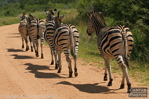 Kruger Park Safari - Photo 13