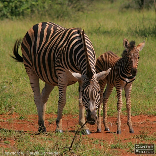 Kruger Park Safari - Photo 15
