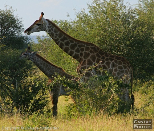 Kruger Park Safari - Photo 16
