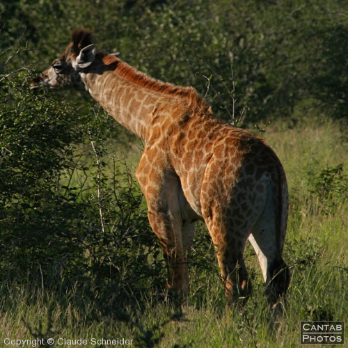 Kruger Park Safari - Photo 17
