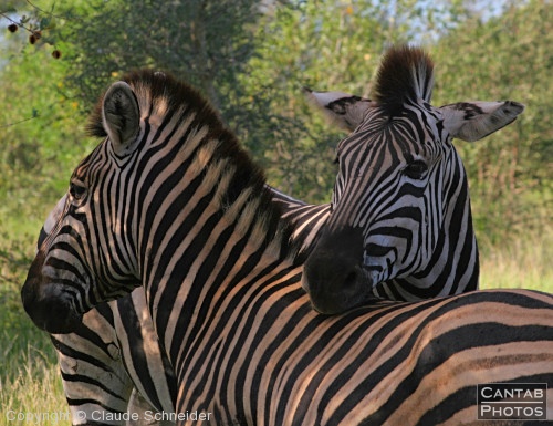 Kruger Park Safari - Photo 18