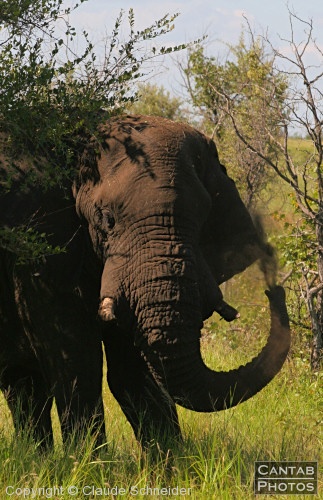 Kruger Park Safari - Photo 30