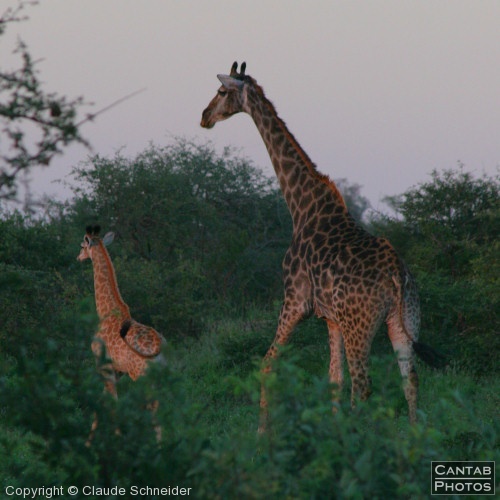Kruger Park Safari - Photo 33