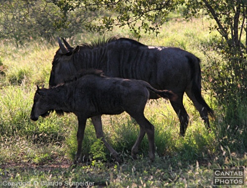 Kruger Park Safari - Photo 34