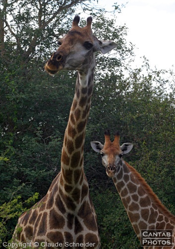 Kruger Park Safari - Photo 35