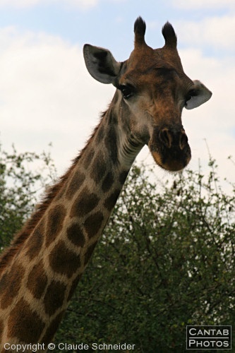 Kruger Park Safari - Photo 36