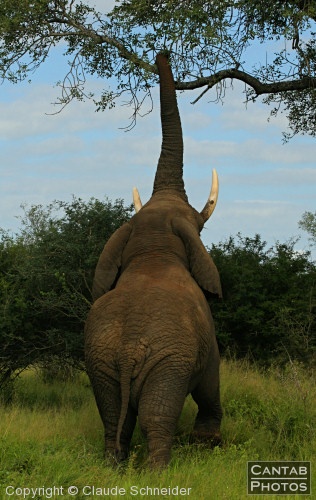 Kruger Park Safari - Photo 37
