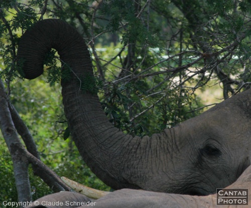 Kruger Park Safari - Photo 38