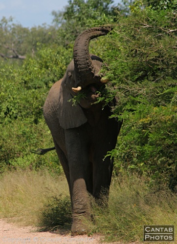 Kruger Park Safari - Photo 40