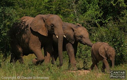 Kruger Park Safari - Photo 41