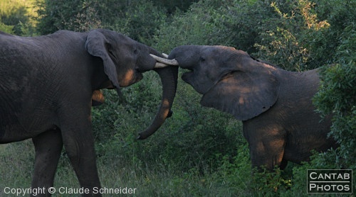 Kruger Park Safari - Photo 44