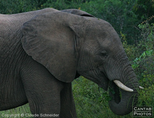 Kruger Park Safari - Photo 45