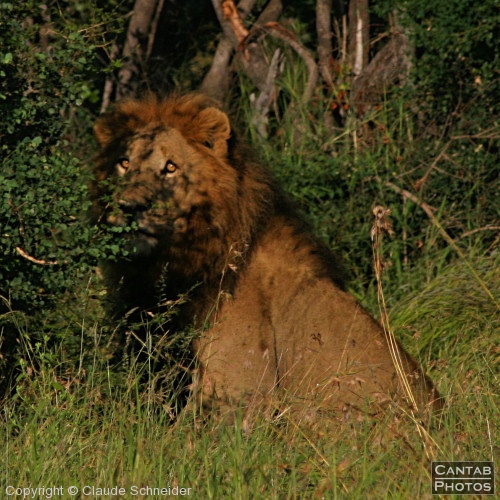 Kruger Park Safari - Photo 52