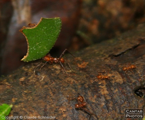 Costa Rica - Insects, Spiders & Crabs - Photo 2