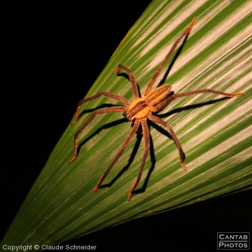 Costa Rica - Insects, Spiders & Crabs - Photo 5