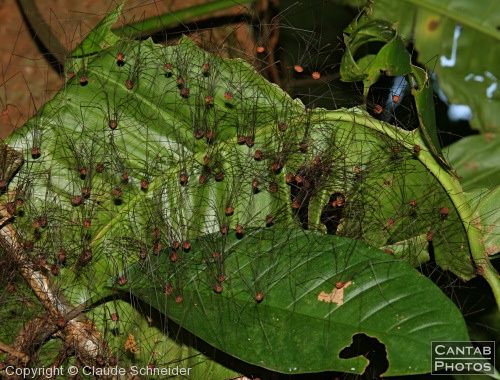 Costa Rica - Insects, Spiders & Crabs - Photo 11