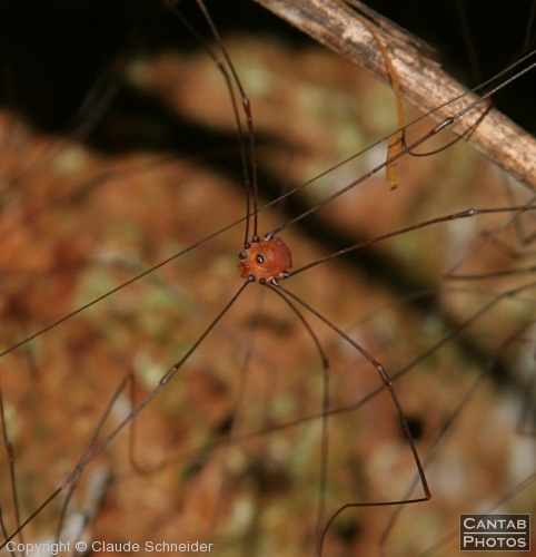 Costa Rica - Insects, Spiders & Crabs - Photo 12