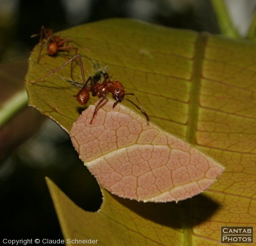 Costa Rica - Insects, Spiders & Crabs - Photo 18